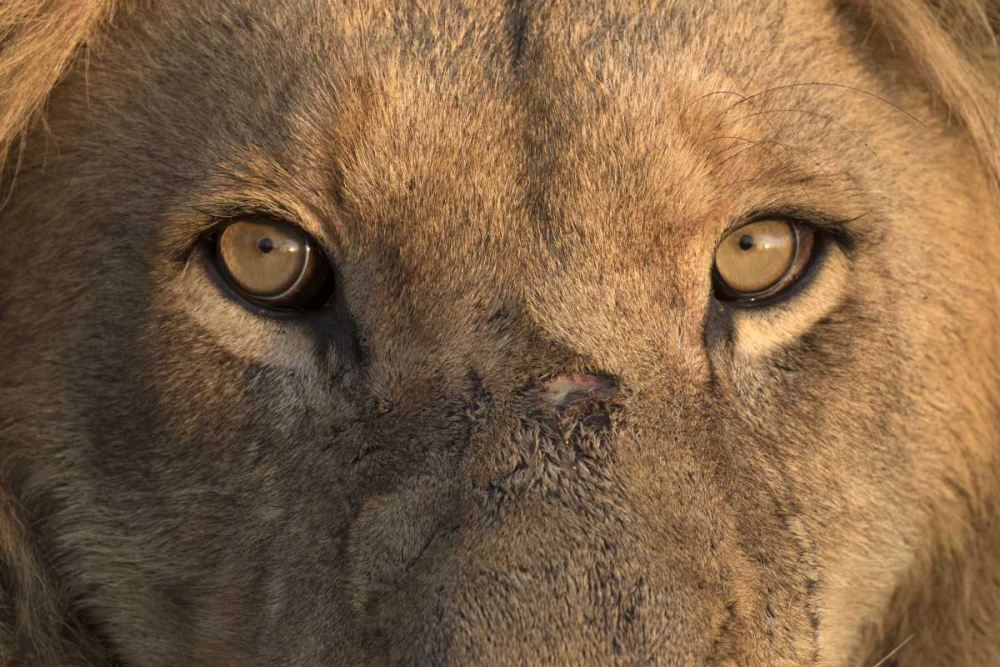 Africa, Namibia Male lion, Namibia